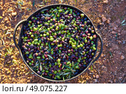 Olives harvest picking in farmer basket at Mediterranean. Стоковое фото, агентство Ingram Publishing / Фотобанк Лори