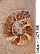 Ammonites fossil snail cut found in Teruel Sierra Albarracin of Spain. Стоковое фото, агентство Ingram Publishing / Фотобанк Лори