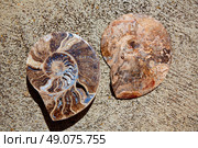 Ammonites fossil snail cut found in Teruel Sierra Albarracin of Spain. Стоковое фото, агентство Ingram Publishing / Фотобанк Лори