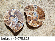 Ammonites fossil snail cut found in Teruel Sierra Albarracin of Spain. Стоковое фото, агентство Ingram Publishing / Фотобанк Лори