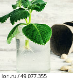 Seedling of plant takes root in glass jar with water. Spring appendage of lemongrass. Стоковое фото, агентство Ingram Publishing / Фотобанк Лори