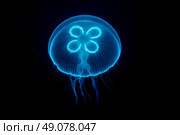 Electric blue jellyfish drifting gracefully through black water displaying luminous clover gonads long flowing tentacles ocean science concept illustration. Стоковое AI-изображение, AI-художник Павел Муравьев / Фотобанк Лори