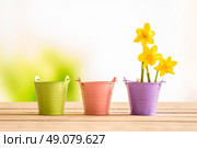 Flowerpots with yellow daffodils on a wooden desk. Стоковое фото, агентство Ingram Publishing / Фотобанк Лори
