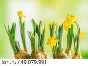Yellow daffodil lilys on a green background in the spring. Стоковое фото, агентство Ingram Publishing / Фотобанк Лори
