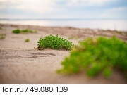Побережье с песком и низкорослой зелёной растительностью. Стоковое фото, фотограф Мулык Виталий / Фотобанк Лори