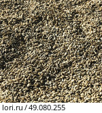 Close-up of cumin seeds, Paro District, Bhutan. Стоковое фото, агентство Ingram Publishing / Фотобанк Лори