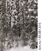 Snow covered evergreen trees in winter, Emerald Lake, Yoho National Park, British Columbia, Canada. Стоковое фото, агентство Ingram Publishing / Фотобанк Лори