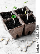 Spring sprout pumpkin.. Germinated seeds decorative pumpkins in peat pots. Стоковое фото, агентство Ingram Publishing / Фотобанк Лори