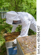 checking the beehives. Стоковое фото, агентство Ingram Publishing / Фотобанк Лори