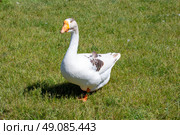 Крупный план белого гуся на зеленом травянистом поле. Close-up of a white goose on a green grassy field. Стоковое фото, фотограф Volha Zhurauliova / Фотобанк Лори