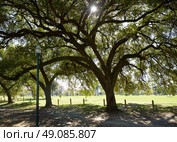 Houston Hermann park Marvin Taylor trail with big oaks at texas. Стоковое фото, агентство Ingram Publishing / Фотобанк Лори
