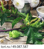 Datura grass. Стоковое фото, агентство Ingram Publishing / Фотобанк Лори