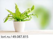 Green plant in a white flowerpot on a wooden desk. Стоковое фото, агентство Ingram Publishing / Фотобанк Лори