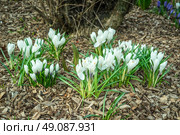 White crocus flower in a garden with bark in the spring. Стоковое фото, агентство Ingram Publishing / Фотобанк Лори
