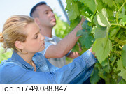 Man and woman assessing grapes on the vine. Стоковое фото, агентство Ingram Publishing / Фотобанк Лори