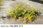 Rocky Alyssum saxatile. One of the most popular carpet perennials. Plant forms a densely overgrown bush 25 cm high. Racemose inflorescences with small fragrant light yellow flowers. Abundant flowering. Стоковое фото, фотограф Юлия Петровская / Фотобанк Лори