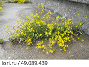 Rocky Alyssum saxatile. One of the most popular carpet perennials. Plant forms a densely overgrown bush 25 cm high. Racemose inflorescences with small fragrant light yellow flowers. Abundant flowering. Стоковое фото, фотограф Юлия Петровская / Фотобанк Лори