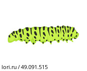 Macro of Green Caterpillars Isolated on White. Agriculture pest caterpillar icon. Macro of caterpillars isolated on white. Polyxena caterpillar vector illustration. Стоковая иллюстрация, агентство Ingram Publishing / Фотобанк Лори