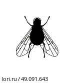 Fly close-up with transparent wings. Insect have the ability to fly with transparent wings, thin legs and antenna isolated on white background. Small annoying buzzing creature. Vector illustration. Стоковая иллюстрация, агентство Ingram Publishing / Фотобанк Лори
