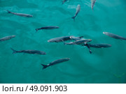 Grey mullet fishes school in marina at Mediterranean sea. Стоковое фото, агентство Ingram Publishing / Фотобанк Лори