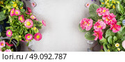 Pink  flowers in pots for garden decoration on stone background, top view, banner. Стоковое фото, агентство Ingram Publishing / Фотобанк Лори