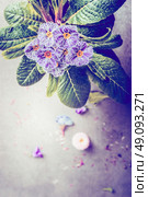 Beautiful romantic primula flowers on gray stone background, close up. Striped primrose flowers. Retro toned. Стоковое фото, агентство Ingram Publishing / Фотобанк Лори