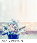 Blue flowers in pot on windowsill. Home decoration. Стоковое фото, агентство Ingram Publishing / Фотобанк Лори