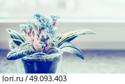 Blue primula in flowers pot on windowsill, close up. Home decoration. Стоковое фото, агентство Ingram Publishing / Фотобанк Лори