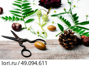 Herbarium of field of wild foliage. Herbarium applique with field of wild flowers and plants on white background. Стоковое фото, агентство Ingram Publishing / Фотобанк Лори