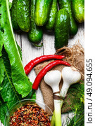 Preparing to pickle fresh cucumbers with dill,garlic and spices. Стоковое фото, агентство Ingram Publishing / Фотобанк Лори