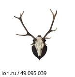 Antlers on white. Стоковое фото, агентство Ingram Publishing / Фотобанк Лори