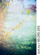 Forsythia blossom over garden or park nature background, close up . Spring flowering plants . Стоковое фото, агентство Ingram Publishing / Фотобанк Лори