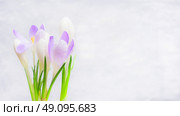 Bunch of Crocuses flowers on light background, banner. Spring nature or gardening concept. Стоковое фото, агентство Ingram Publishing / Фотобанк Лори
