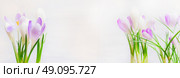 Beautiful spring crocuses flowers on light background, banner. Spring nature or gardening concept. Стоковое фото, агентство Ingram Publishing / Фотобанк Лори