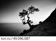 Tree and sea at sunset. Crimea landscape. Nature background. Стоковое фото, агентство Ingram Publishing / Фотобанк Лори