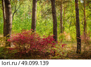 Красный кустарник бересклета в осеннем лесу. Стоковое фото, фотограф Альбина Шаимова / Фотобанк Лори