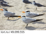 Royal Caspian terns sea birds in Miami Florida South beach USA. Стоковое фото, агентство Ingram Publishing / Фотобанк Лори