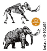 Sketch Hand Drawn Mammoth . Black and white sketch hand drawn mammoth and its skeleton on white background isolated vector illustration. Стоковая иллюстрация, агентство Ingram Publishing / Фотобанк Лори