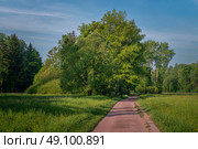 View of the alley along the Central Rosovopavilionny pond in the landscape part of the Pavlovsky Park Parade Field on a sunny summer day, Pavlovsk, St. Petersburg, Russia. Стоковое фото, фотограф Ula Ulachka / Фотобанк Лори