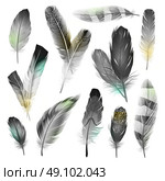Black And White Feathers Set. Bird black and white realistic feathers set  isolated vector illustration . Стоковая иллюстрация, агентство Ingram Publishing / Фотобанк Лори