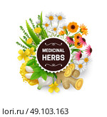 Medicinal Herbs Plants Wreath Flat Frame. Medicinal natural healing plants and herbs decorative frame with dandelion echinacea mustard and garlic abstract vector illustration. Стоковая иллюстрация, агентство Ingram Publishing / Фотобанк Лори