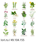 Medicinal Herbs Icons Flat. Set of color flat icons healing herbs with name using in medicinal practice and phytotherapy vector illustration. Стоковая иллюстрация, агентство Ingram Publishing / Фотобанк Лори