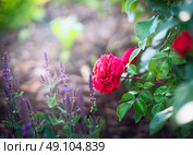 Red rose and sage flowers on sunny garden or park background. Стоковое фото, агентство Ingram Publishing / Фотобанк Лори