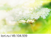 Beautiful Elder blossom, light,soft focus,close up. Стоковое фото, агентство Ingram Publishing / Фотобанк Лори