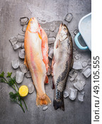 Raw whole trouts with ice cubes on concrete stone background. Seafood concept. Стоковое фото, агентство Ingram Publishing / Фотобанк Лори