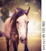 Gray horse on autumn nature background, close up portrait, toned. Стоковое фото, агентство Ingram Publishing / Фотобанк Лори
