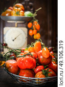 Fresh organic farm tomatoes over dark wooden background and  vintage scales. Still life scene. Стоковое фото, агентство Ingram Publishing / Фотобанк Лори