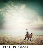 Young horse running on pasture and sky background, toned. Стоковое фото, агентство Ingram Publishing / Фотобанк Лори