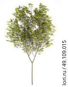 common beech tree isolated on white background. 3d illustration. Стоковое фото, агентство Ingram Publishing / Фотобанк Лори