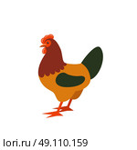 Cartoon rooster. Farmer isolated animal. Vector. Стоковая иллюстрация, агентство Ingram Publishing / Фотобанк Лори